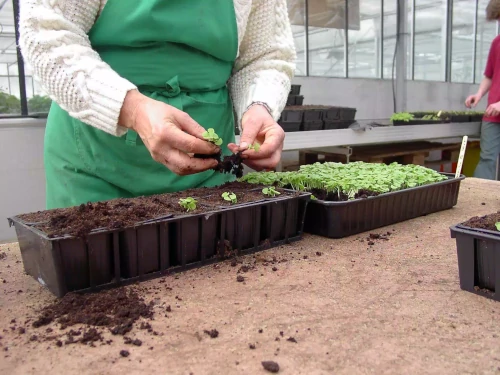 jardinerie-animalerie